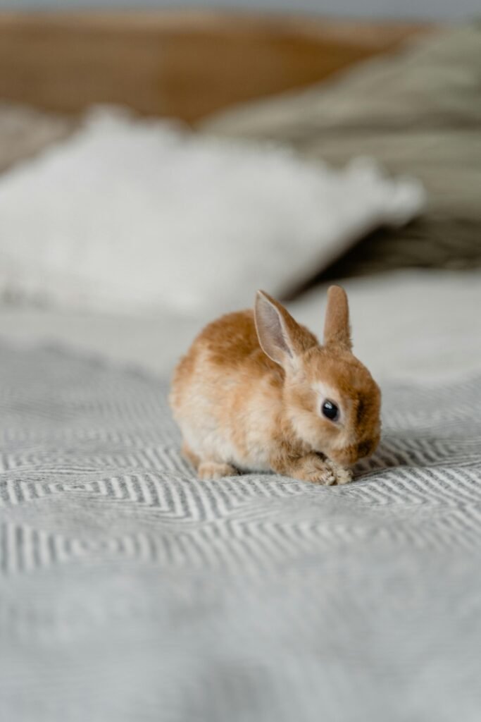 bunny on a bed bunny on a bed